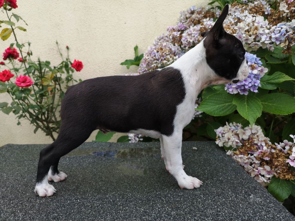 Panzer de la legende des nymphes bleues des Jardins de Passiflore