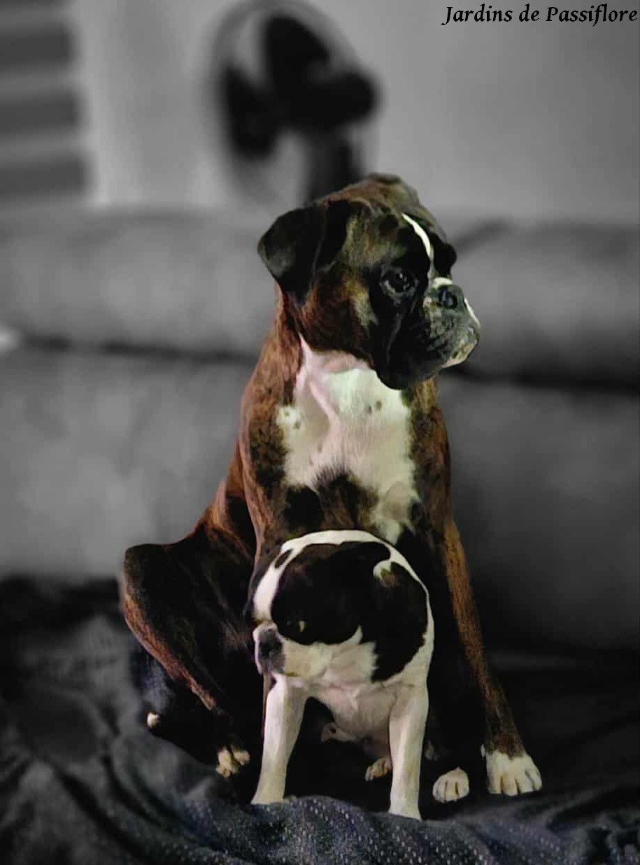 TWEENY des Jardins de Passiflore