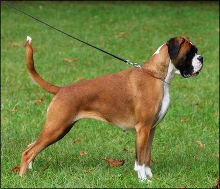 CH. ULINE des Jardins de Passiflore