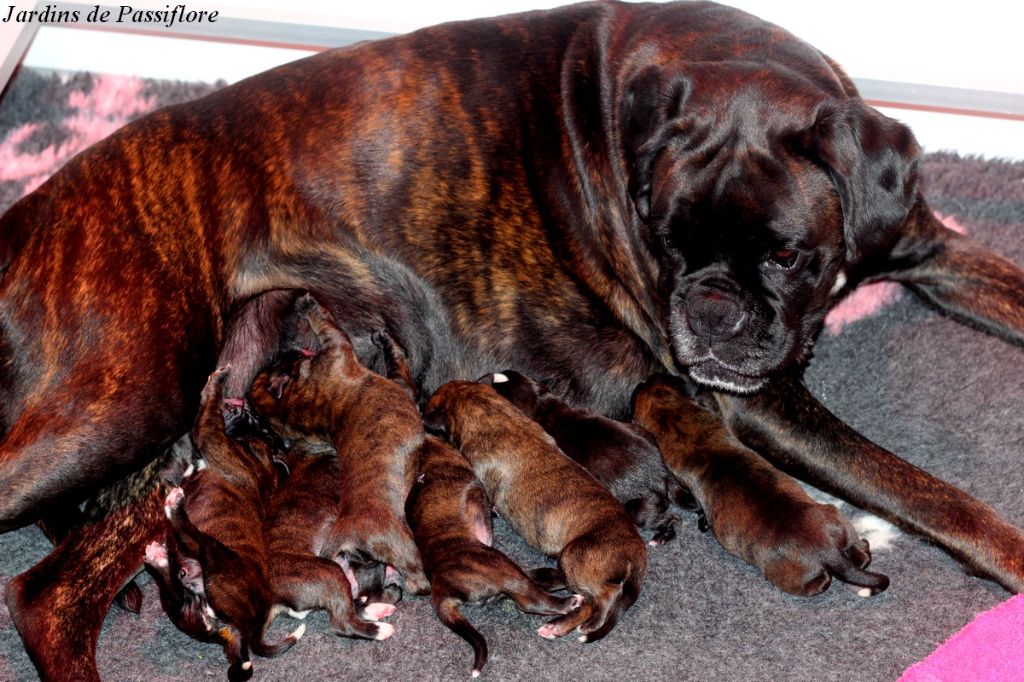 Chiot Boxer des Jardins de Passiflore