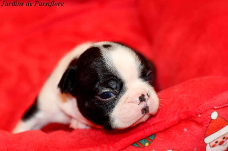 des Jardins de Passiflore - Chiots disponibles - Boston Terrier