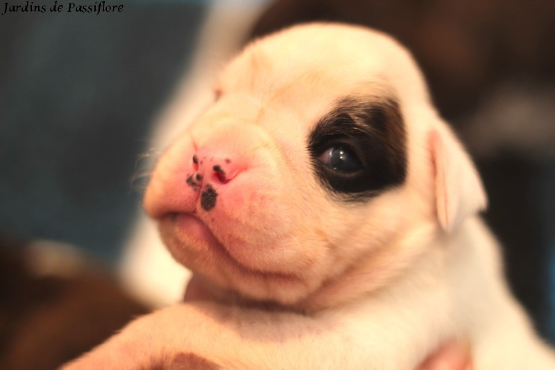 des Jardins de Passiflore - Chiots disponibles - Boxer