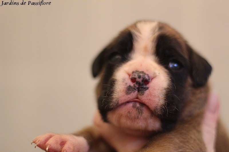 des Jardins de Passiflore - Chiots disponibles - Boxer
