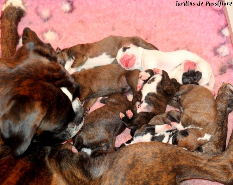 Chiot Boxer des Jardins de Passiflore