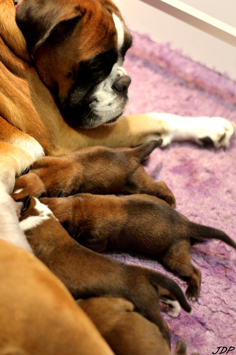 Chiot Boxer des Jardins de Passiflore