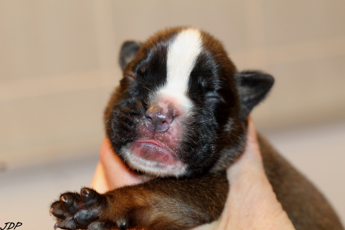 des Jardins de Passiflore - Chiots disponibles - Boxer