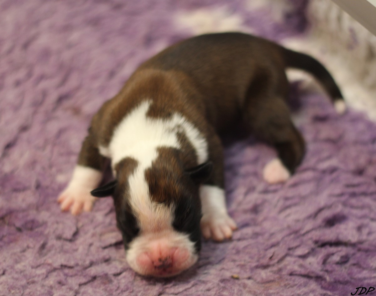 des Jardins de Passiflore - Chiots disponibles - Boxer