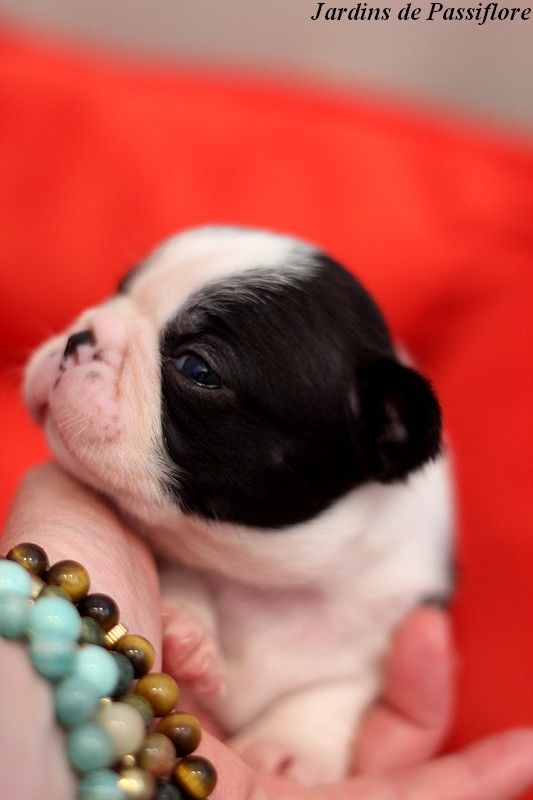 des Jardins de Passiflore - Chiots disponibles - Boston Terrier