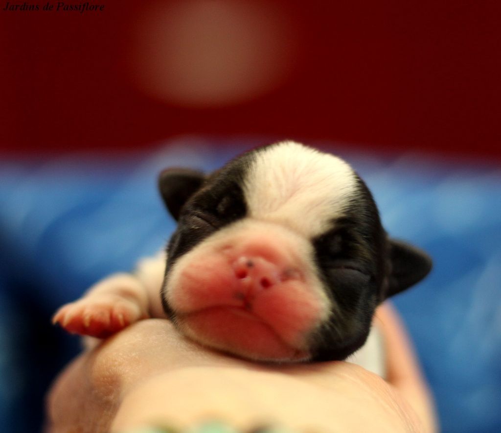 des Jardins de Passiflore - Chiots disponibles - Boston Terrier