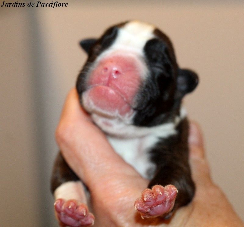 des Jardins de Passiflore - Chiots disponibles - Boxer