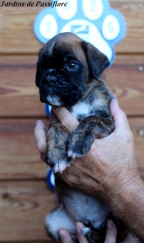 des Jardins de Passiflore - Chiots disponibles - Boxer