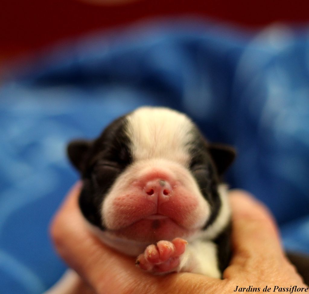 des Jardins de Passiflore - Chiots disponibles - Boston Terrier