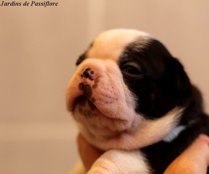 des Jardins de Passiflore - Chiots disponibles - Boston Terrier